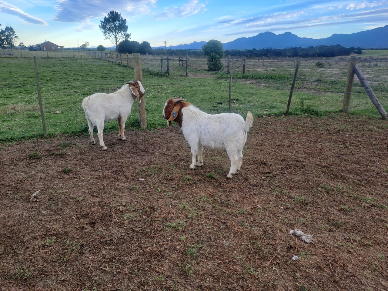 goats